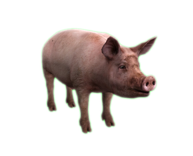 SLC Pig