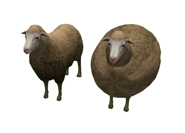 SLC Sheep